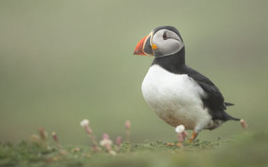 Puffin in flowers in the rain and mist perched on a grassy cliff with green background.  