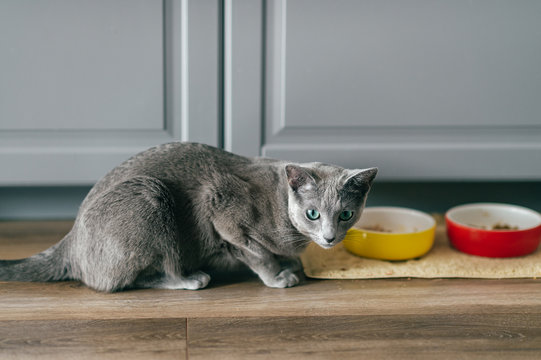 Russian blue cat with funny expressive emotional muzzle eating cat food on kitechen at home. Portrait of lovely breeding kitten having dinner at home. Cute hungry pussycat eating on floor.