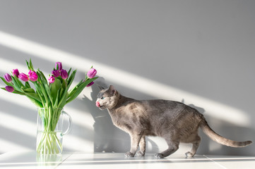 Soft focus portrait of playful and active purebreed russian blue cat posing on table with booquet of tulips in glass vase. Beautiful domestic kitten leisure time. Pussycat with flowers behind wall.
