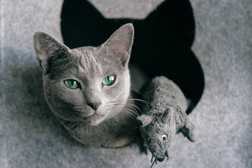 Portrait of purebreed russian blue cat with funny expressive muzzle play and have with toy mouse at...