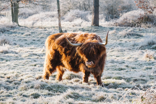 Ginger haired Highland Cow on a cold frosty morning. Norfolk, UK