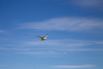 Seagull soaring