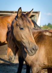 portrait of trakehner foal in the summer