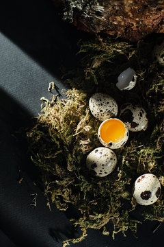 Quail eggs in dry moss