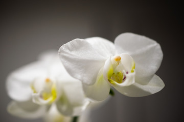 Fototapeta na wymiar Phalaenopsis Orchid