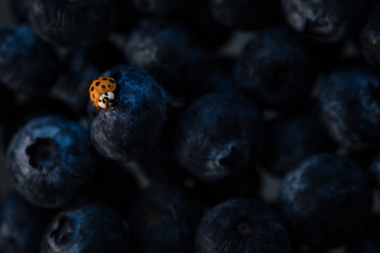 A Bright Red Ladybug On Dark Blue Blueberries