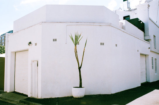 Potted dragon tree against white building on footpath
