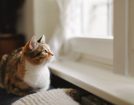 Tabby cat laying on couch close to window and radiator looks out of window