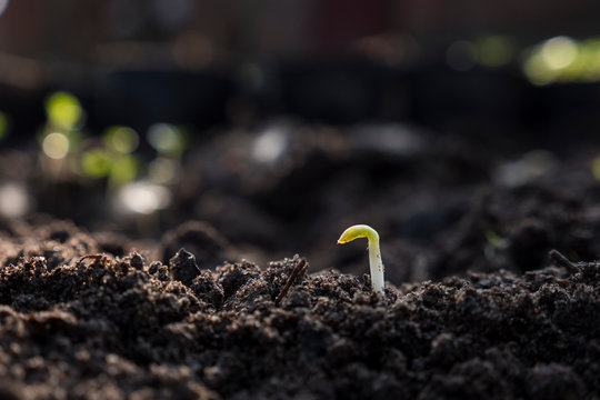 Spring bud in differents growing stage
