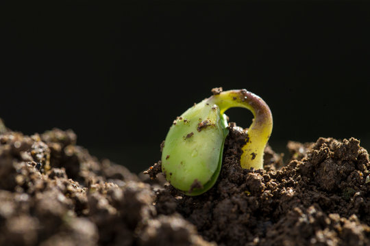 Spring bud in differents growing stage