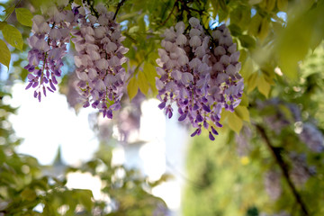 Spring blooming of fragrant wisteria purple color on a sunny day.