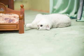 beautiful young cat breed Scottish chinchilla straight