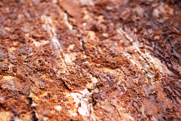 Abstract background of bark beetles moves on dark tree bark