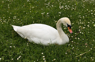 swan on the daisies meadow