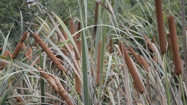 Typha latifolia ft3109_0348 Tifa Bulrush