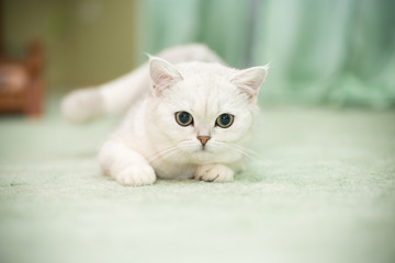 beautiful young cat breed Scottish chinchilla straight