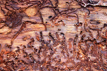 Background moves of bark beetle