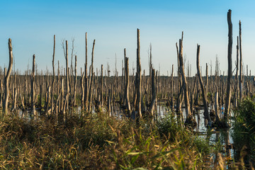 Usedom, toter Wald in Moorlandschaft an der Ostsee