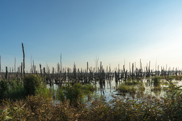 Usedom, toter Wald in Moorlandschaft an der Ostsee