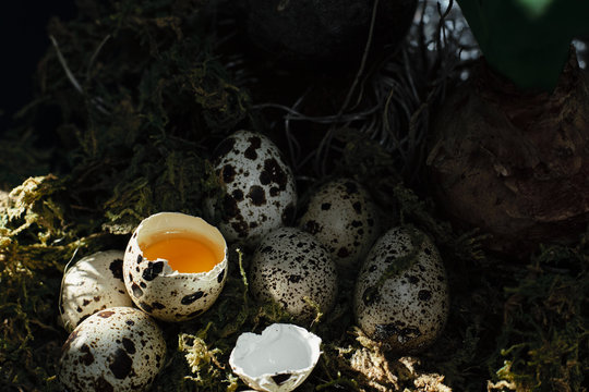 Cracked and whole quail eggs in nest