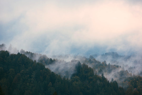 Mixture of blue skies, fog and trees
