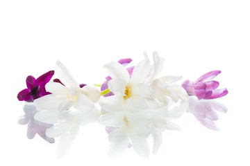 Naklejka na ściany i meble colorful flowers of hyacinth on white background