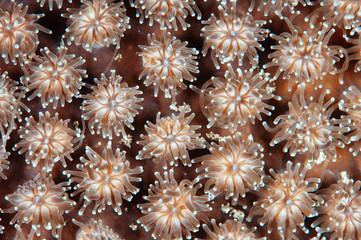Coral Polyps 1