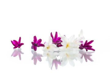 Fototapeta na wymiar colorful flowers of hyacinth on white background