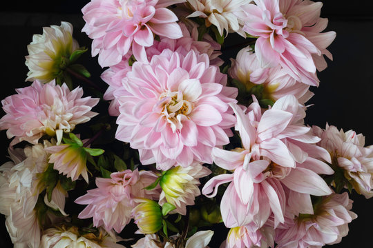 Bouquet of pink dahlias