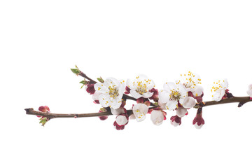 Branch with apricot flowers on a white background