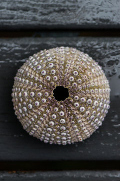 round sea urchin shell