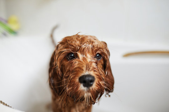 Child giving his pet puppy dog a bath