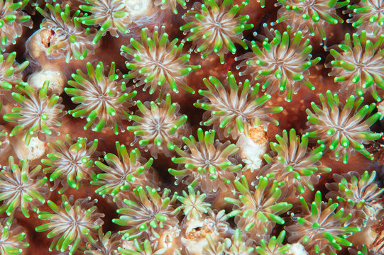 Coral polyps 2