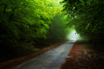 Road trough foggy misty forest