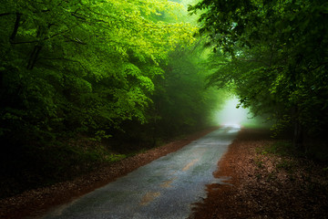 Fototapeta premium Road trough foggy misty forest