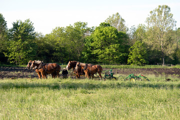 Naklejka na ściany i meble Amish Farmer Plowing Field with Team of Horses