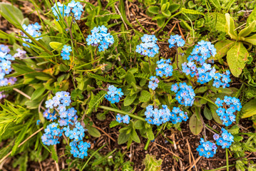 Myosotis alpestris ( Alpine Forget me not ) spring mountain flower