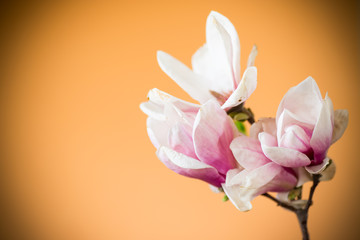 Fototapeta premium spring beautiful blooming magnolia on a orange