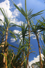 Large stems of sugar cane ready to be harvested against a blue sky with a few clouds