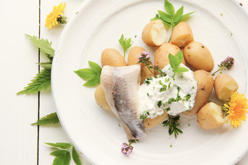 Matjesfilet mit Pellkartoffeln Pellkartoffel und Quark Kräuterquark Wildkräuter
