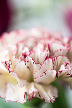 Beautiful clade flower with dew drops