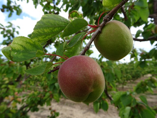 apricots on the tree