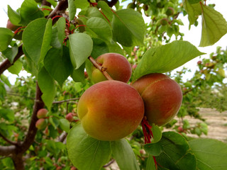 apricots on the tree
