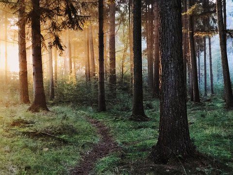 Path into the Light