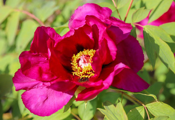 pink peony flower on the bush