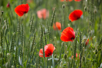 Obraz premium Poppy Flower On Summer Meadow
