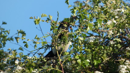 Magpie Hiding in a Hawthorn Bush (1)