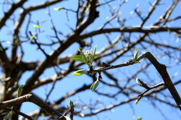 branch of tree with green leaves on blue sky
