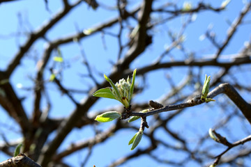 branch of a tree in spring
