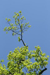 Laub des Bergahorns im Frühling